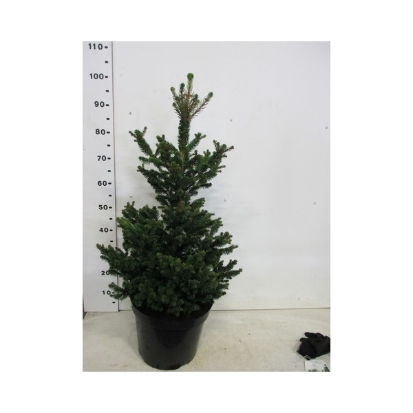 <h4>Picea abies Will's Zwerg 60-80 P26</h4>