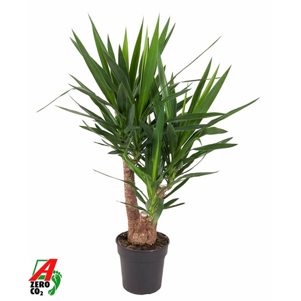 <h4>Yucca vertakt 3/4-arm P24-100</h4>