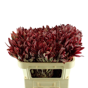 Leucadendron Jester