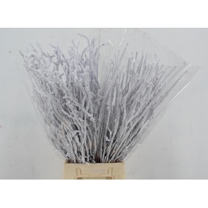 Betula Snow 70cm per bunch