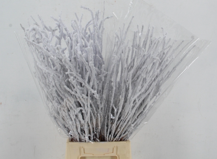 <h4>Betula Snow 70cm per bunch</h4>