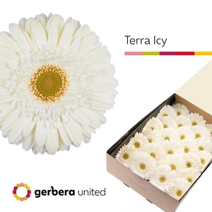 Gerbera Terra Icy Doos