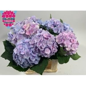 <h4>HYDR M CH VERENA BL</h4>