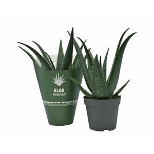 ALOE EQUATOR