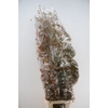 PF BEECH LEAFS ORANGE BS 150GR