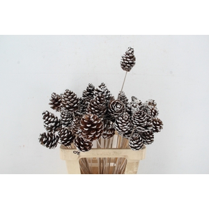 Stick Pine Cone White Tipped