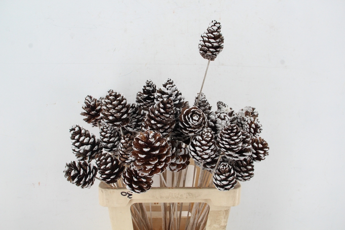 <h4>Stick Pine Cone White Tipped</h4>