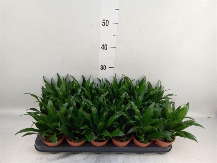 <h4>Dracaena frag. 'Compacta'</h4>