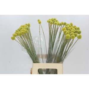 Craspedia Globosa Paintball Globe