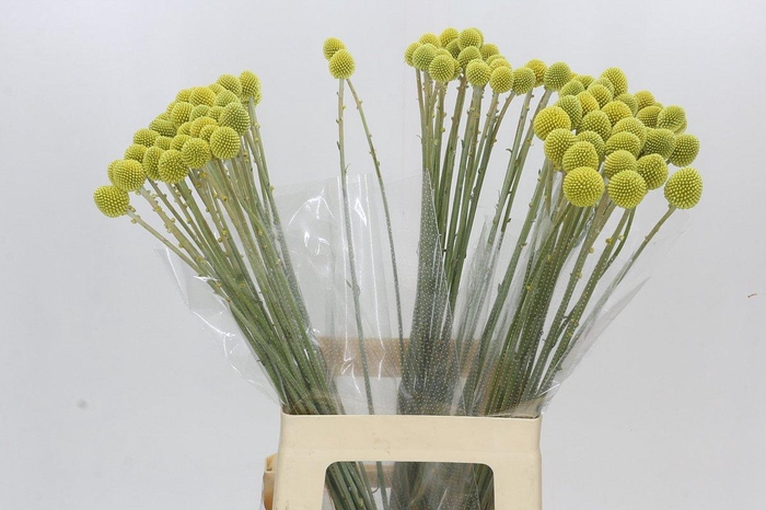 <h4>Craspedia Globosa Paintball Globe</h4>