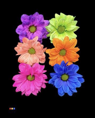 <h4>Chr T Chic Mix 6 Colors</h4>