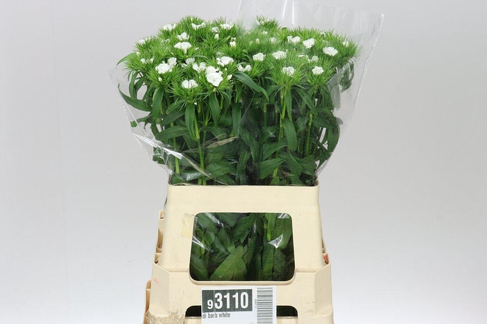 <h4>Di Barb White</h4>