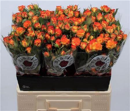 <h4>R Tr Eyeliner</h4>