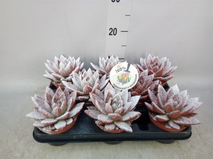 <h4>Echeveria  'Miranda'</h4>