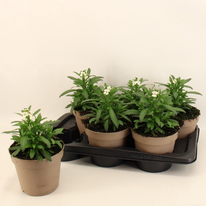 <h4>ERYS LEY WHITE</h4>