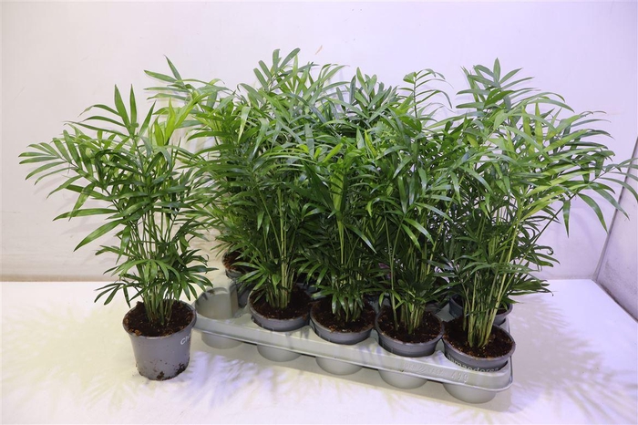 <h4>Chamaed Elegans</h4>