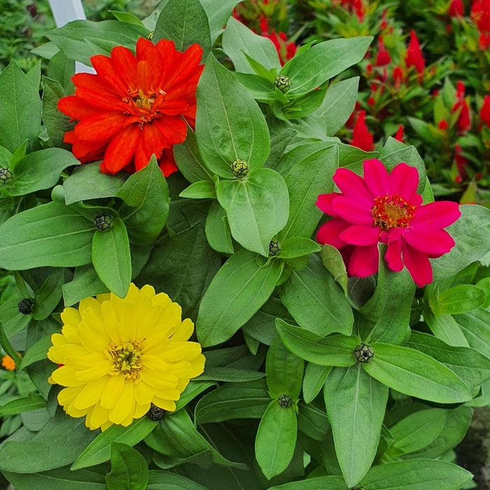 <h4>Zinnia Marylandica Gemengd</h4>