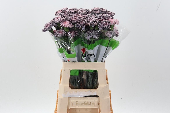 <h4>Di St Tinted Shadow</h4>