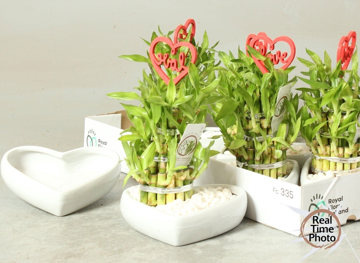 <h4>DRA LUCKY BAMBOO</h4>