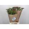 Freesia One XXL Pink