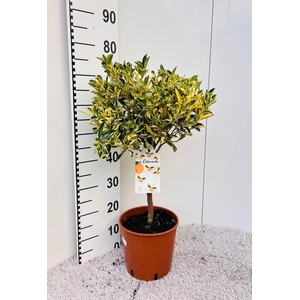 Citrus Calamondin on stem variegata