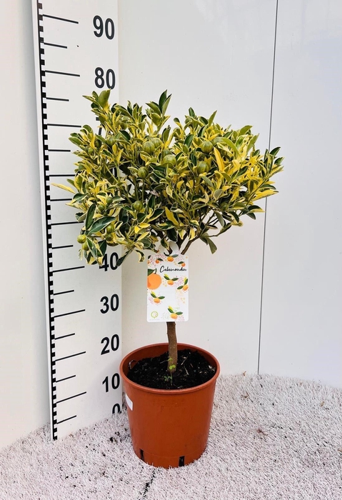 <h4>Citrus Calamondin on stem variegata</h4>