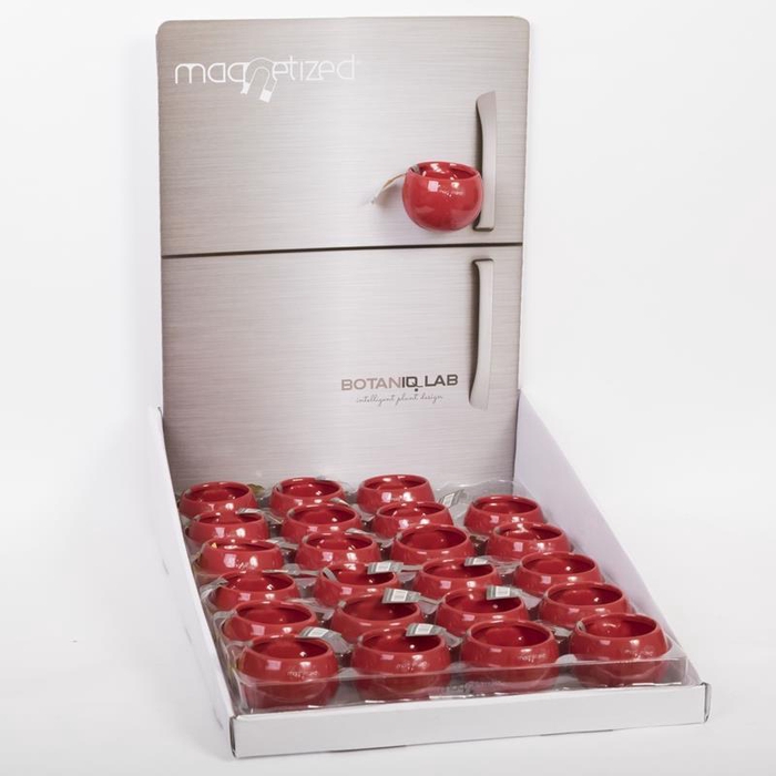 <h4>EMBALLAGE P6 MAGNETIC RED DISPLAY</h4>