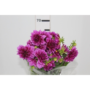 DALIA DARK SPIRIT 060 CM