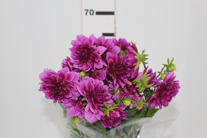 DALIA DARK SPIRIT 060 CM