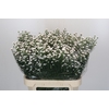 Aster White Gypsy