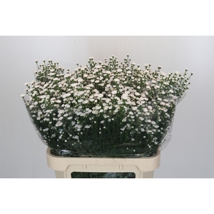 Aster White Gypsy