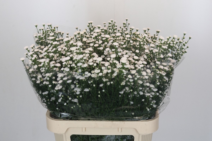 Aster White Gypsy