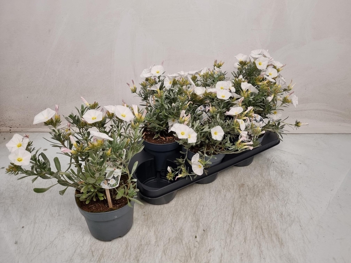 <h4>CONVO CNEORUM</h4>