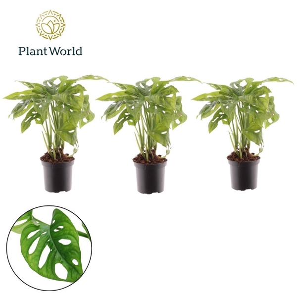 <h4>Monstera Monkey Leaf 7 cm</h4>