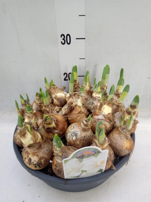 <h4>Narcissus ...</h4>