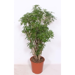 Schefflera Luseana
