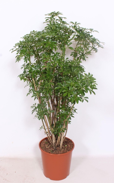 <h4>Schefflera Luseana</h4>