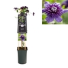 Clematis 'Rollercoaster' PBR 3.0 label