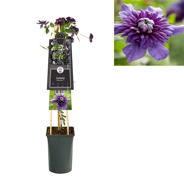 Clematis 'Rollercoaster' PBR 3.0 label