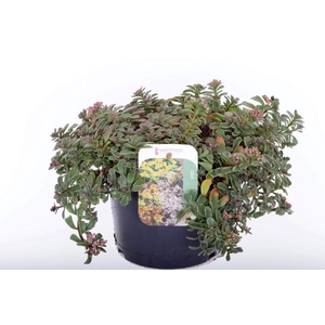 Sedum spurium Tricolor