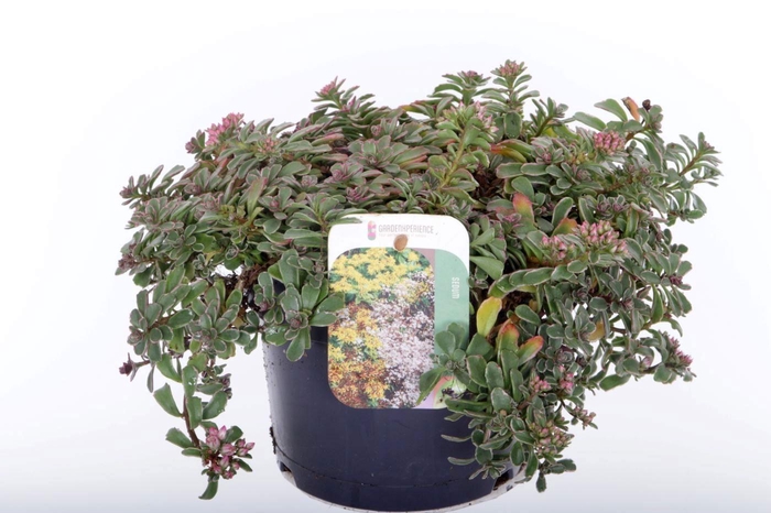 <h4>Sedum spurium Tricolor</h4>