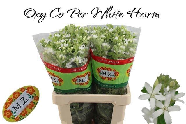 <h4>OXY CO PERF WHI HARM</h4>