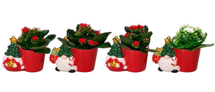 <h4>KALANCHOE BLOSSFELDIANA 'MINI'</h4>