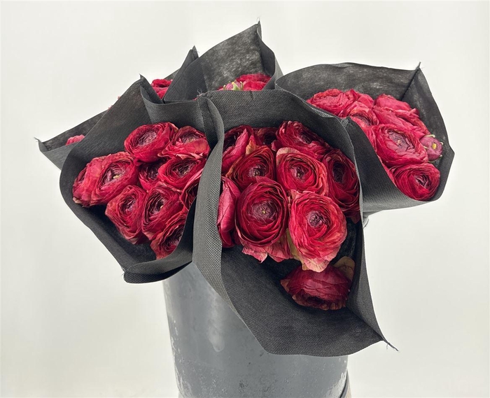 <h4>Ran Suc Pandora Sup</h4>