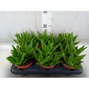 Aloe perfoliata
