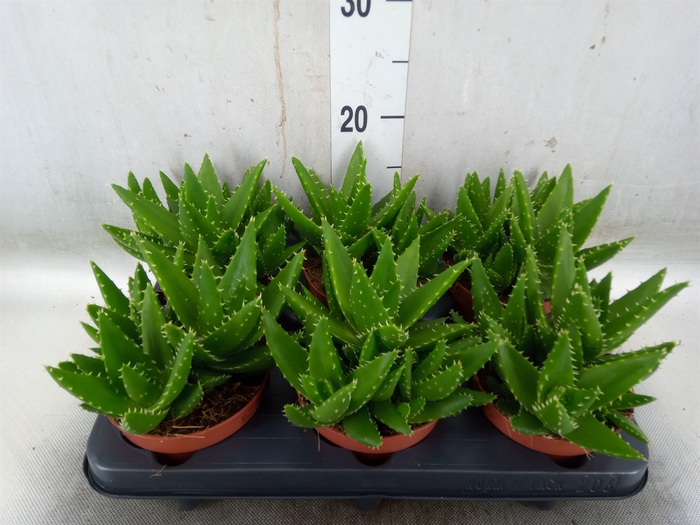 <h4>Aloe perfoliata</h4>