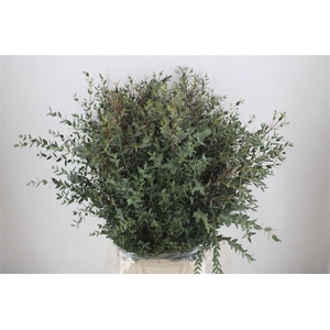 Euca Parvifolia 400gr P Bunch