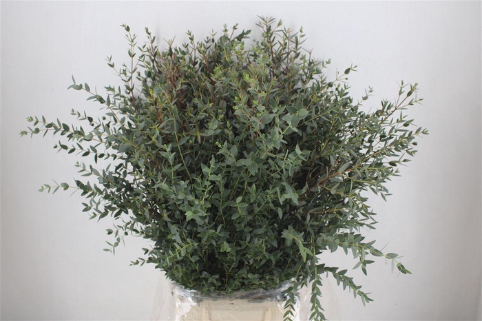 <h4>Euca Parvifolia 400gr P Bunch</h4>