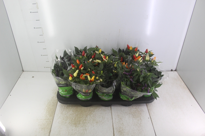 <h4>PIMENTA P11</h4>