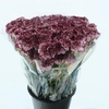 DI ST ZARCO CREMA/BORDEAUX